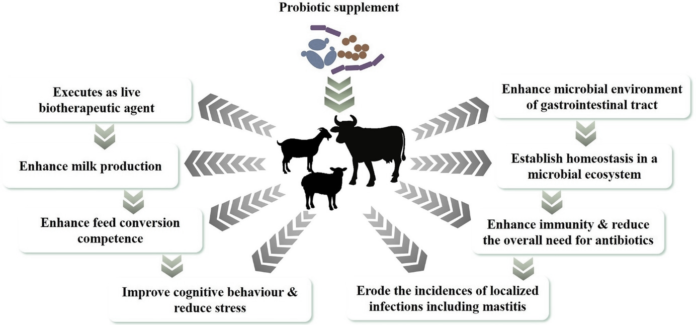 Probiotic for ruminants