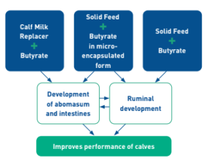 Supplementation of butyrate