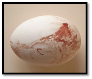 Blood on egg shell