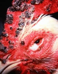 Fowl Pox