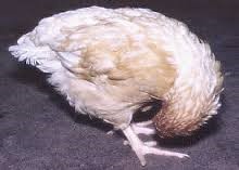 Newcastle Disease