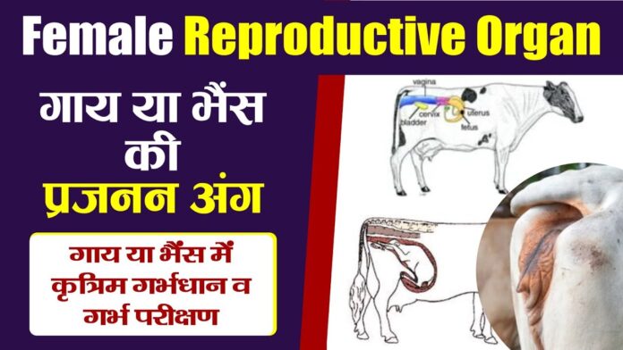 REPRODUCTIVE SYSTEM IN COW