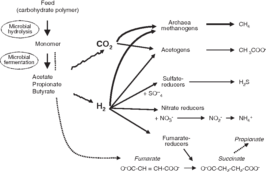 Methanogenesis and manipulation of ruminal fermentation by physical ...