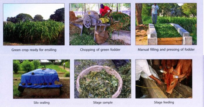 Silage: A Promise Throughout the Year Availability of Fodder