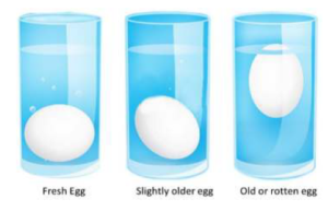 Testing Eggs for Freshness