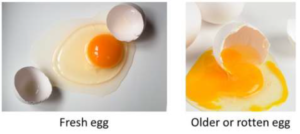 Testing Eggs for Freshness