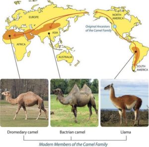 Camel Evolution