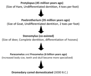 Camel Evolution