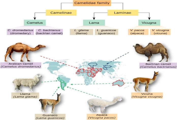 Camel Evolution