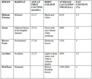 EXOTIC DAIRY CATTLE BREEDS IN INDIA