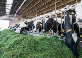 Eco-Friendly Practices in Livestock Farming Eco-Friendly Practices in Livestock Farming
