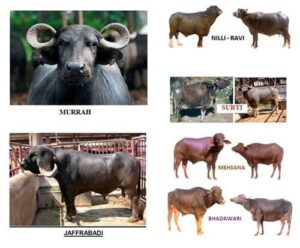 INDIGENIOUS BUFFALO BREEDS OF INDIA