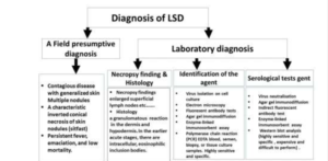 Lumpy skin disease (LSD)