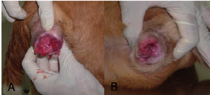 Transmissible Venereal Tumour (TVT)