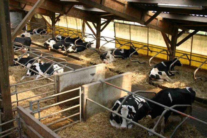 Dairy Cattle Shelter Management for Optimized Milk Production in India