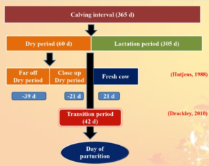  Feeding Schedule for Transition Animals to Increase Milk Production