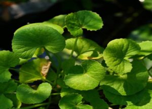 Indian Pennywort's