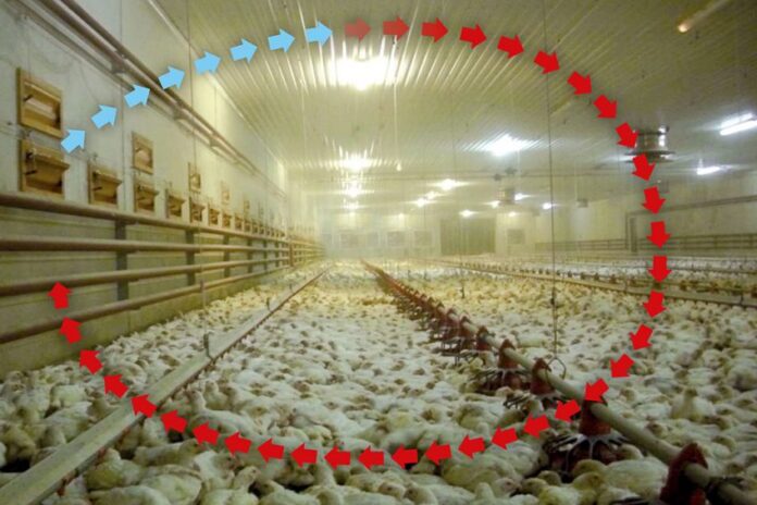 Light and Litter management in Poultry