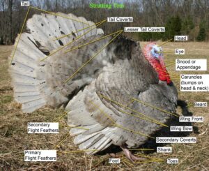 Turkey Farming