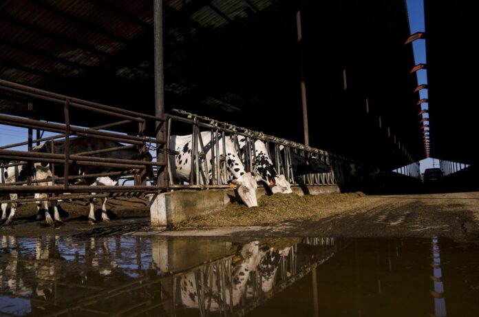 U.S. dairy farm worker infected as bird flu spreads to cows in five states