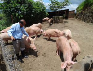 pig farming 