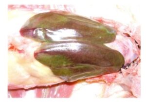 Figure 4 A characteristic lesionfor acute fowl typhoid in adult
birds is the enlarged and bronze
greenish tint of liver with multiple miliary necroses.