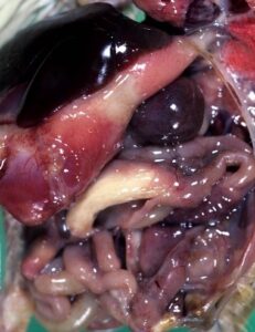 Figure 9 Enlarged and congested spleen and liver with pale yellow fibrinonecrotic cast in the lumen of cecum in a 10-day-old chick.