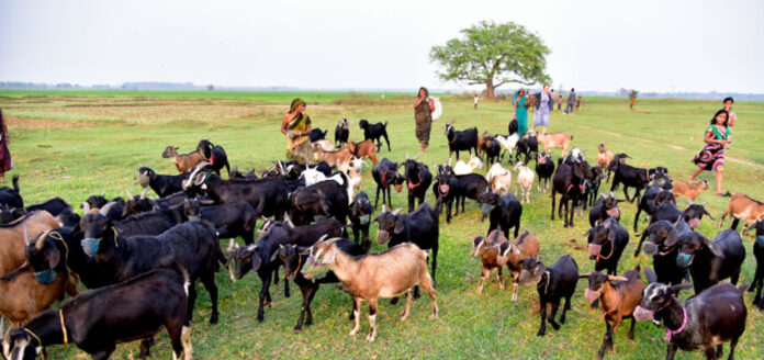 FIELD ORIENTED CHALLENGES IN GOAT FARMING IN INDIA