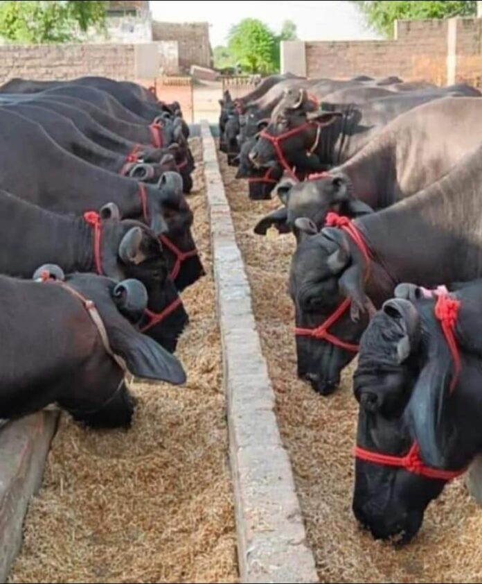 Low Productivity of Indian Dairy Animals: Challenges & Mitigation Strategies