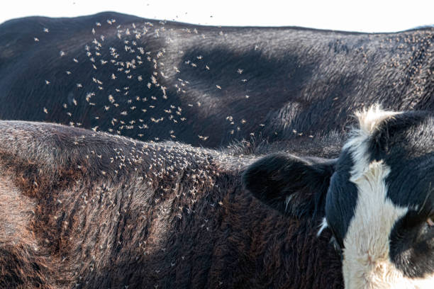 CONTROL OF PARASITIC DISEASES DURING MONSOON CONTROL OF PARASITIC DISEASES DURING MONSOON