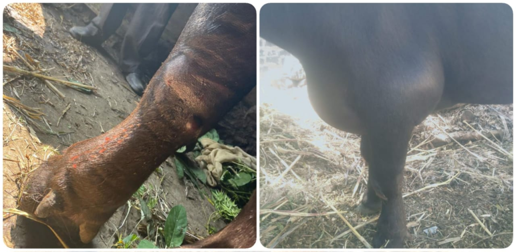 SNAKE BITE ENVENOMATION IN A BUFFALO: A CASE REPORT - Pashudhan Praharee