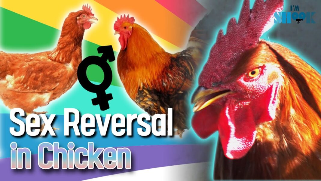 SEX REVERSAL IN CHICKEN - Pashudhan Praharee