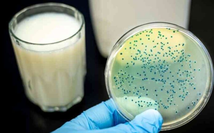 PRESENCE OF BRUCELLA IN MILK AND DAIRY DERIVATIVES