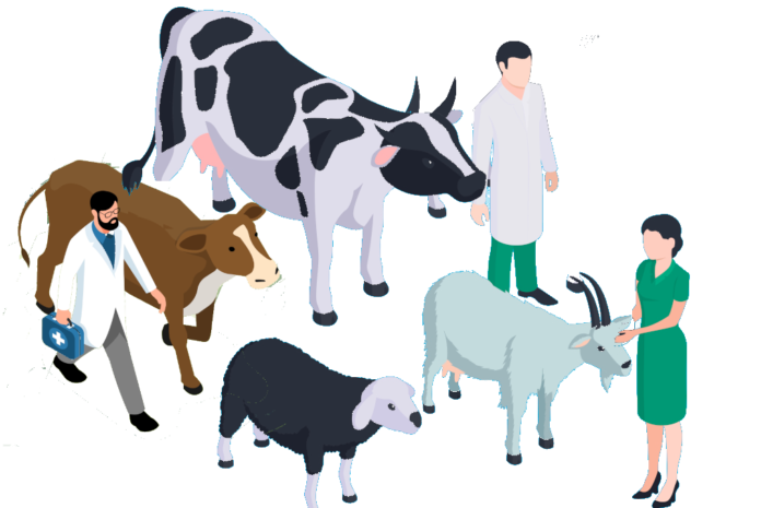 Actinomycosis in cattle (Lumpy Jaw)