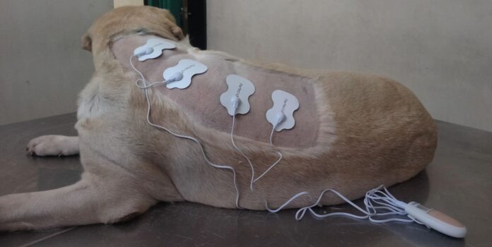 Application of TENS (Transcutaneous Electrical Nerve Stimulation) in Animals