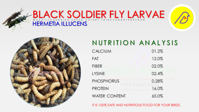 DPR on Insect Based Protein Fish Feed Unit-Black Soldier Fly (BSF)