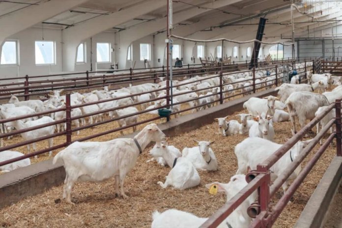 Elevated Goat housing Plan