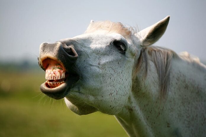 Flehmen Response : Understanding the Strange Facial Expression Behavior and Way of Communication