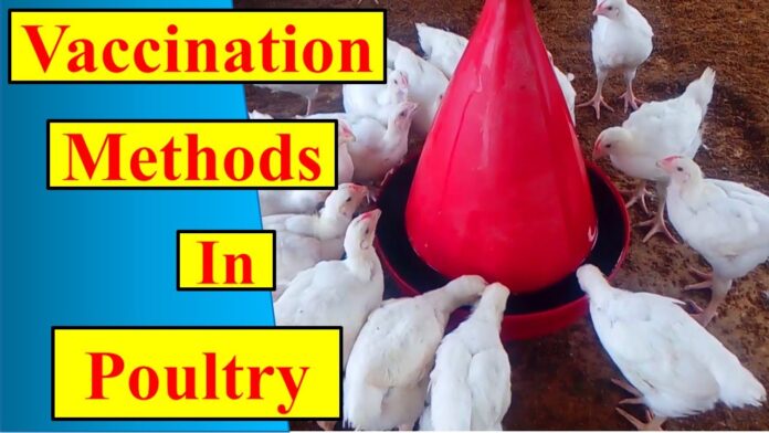 Standard Operating Procedure (SOP) for Water-Based Vaccination in Poultry
