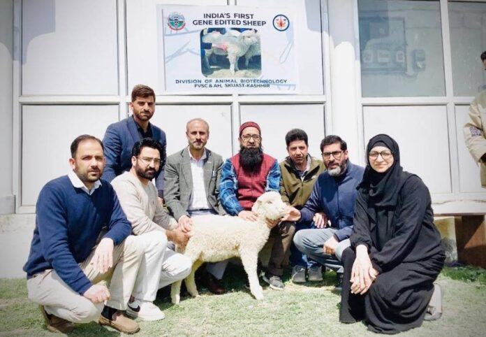 After Pashmina Goat, SKUAST Scientists Engineer Gene-Edited Sheep in Kashmir