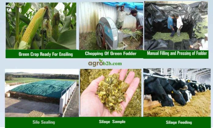 Feeding the Future- Efficient Silage Making Methods for Smarter Farming Feeding the Future: Efficient Silage Making Methods for Smarter Farming
