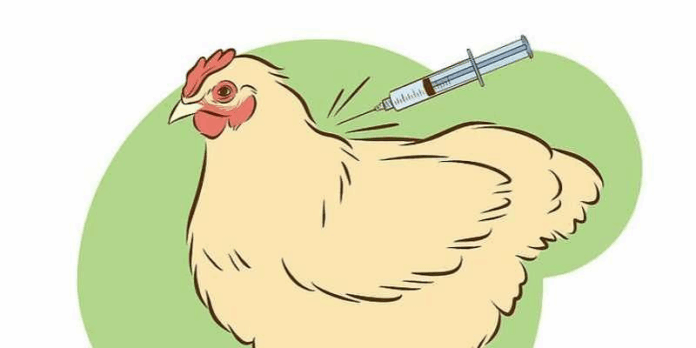 VACCINATION IN POULTRY