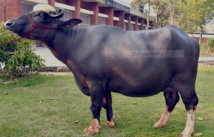 NILI RAVI  BUFFALO – A High Yielding Buffalo Breed