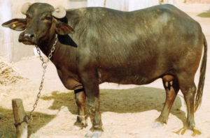 MEHSANA BUFFALO – An Indigenous buffalo breed improved through systematic PROGENY TESTING