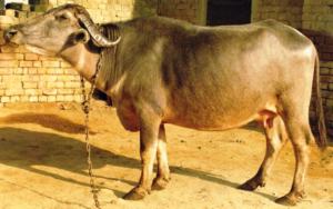BHADAWARI BUFFALO - Highest Fat Content in Milk