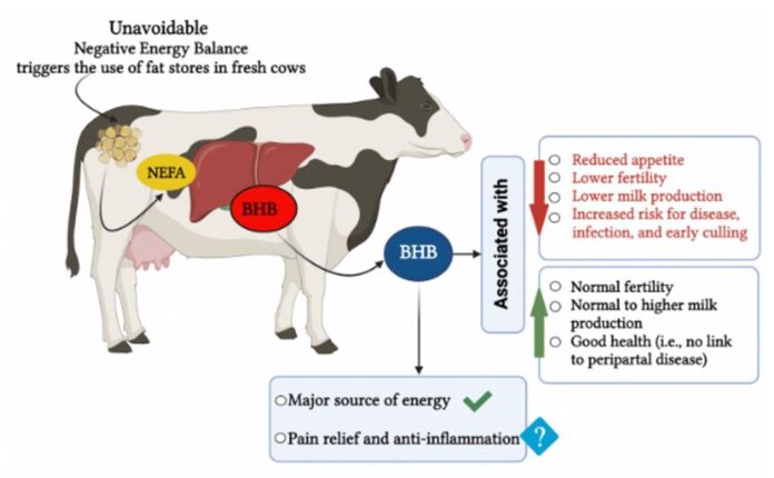 Practical Strategies for the Prevention and Treatment of Ketosis in Dairy Herds Practical Strategies for the Prevention and Treatment of Ketosis in Dairy Herds