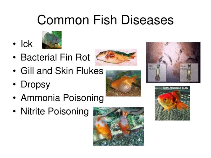 COMMON INFECTIOUS DISEASES IN FRESHWATER FISHES IN INDIA – PATHOLOGY AND MANAGEMENT COMMON INFECTIOUS DISEASES IN FRESHWATER FISHES IN INDIA – PATHOLOGY AND MANAGEMENT