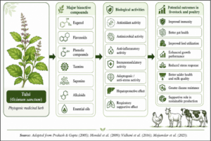 Bioactive compounds of Tulsi and their potential roles in animal health