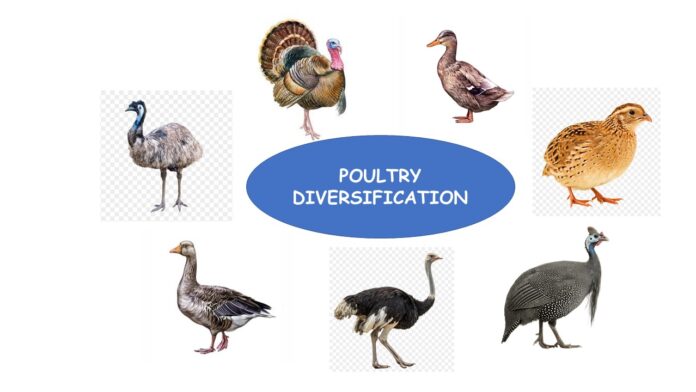 poultry diversification(1)