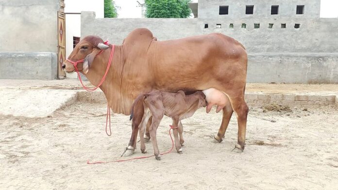 DAIRY FARMS IN INDIA